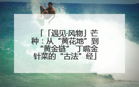 「遇见·风物」芒种：从“黄花地”到“黄金链” 丁嘴金针菜的“古法”经