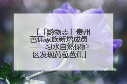 「黔物志」贵州芭蕉家族新增成员——习水自然保护区发现黄苞芭蕉