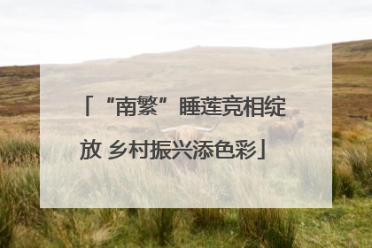 “南繁”睡莲竞相绽放 乡村振兴添色彩