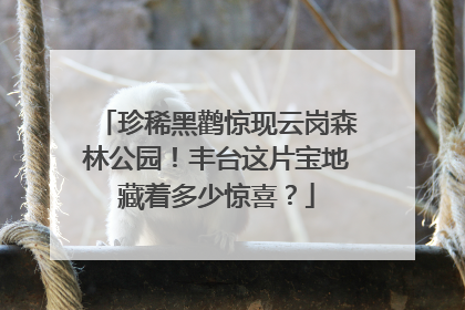 珍稀黑鹳惊现云岗森林公园！丰台这片宝地藏着多少惊喜？