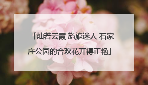 灿若云霞 旖旎迷人 石家庄公园的合欢花开得正艳