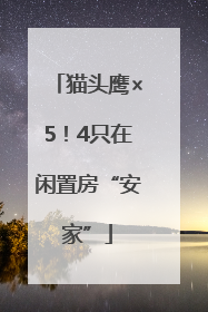 猫头鹰×5！4只在闲置房“安家”