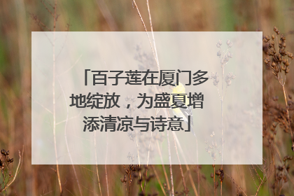 百子莲在厦门多地绽放，为盛夏增添清凉与诗意