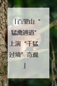 百望山“猛禽通道”上演“千猛过境”奇观