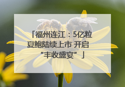 福州连江：5亿粒夏鲍陆续上市 开启“丰收盛宴”