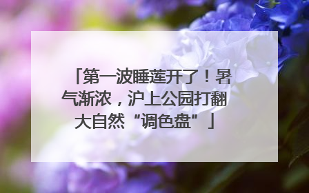 第一波睡莲开了！暑气渐浓，沪上公园打翻大自然“调色盘”