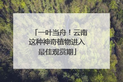 一叶当舟！云南这种神奇植物进入最佳观赏期
