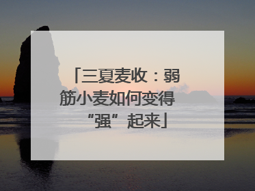 三夏麦收：弱筋小麦如何变得“强”起来