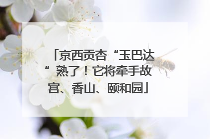 京西贡杏“玉巴达”熟了！它将牵手故宫、香山、颐和园