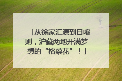 从徐家汇源到日喀则，沪藏两地开满梦想的“格桑花”！