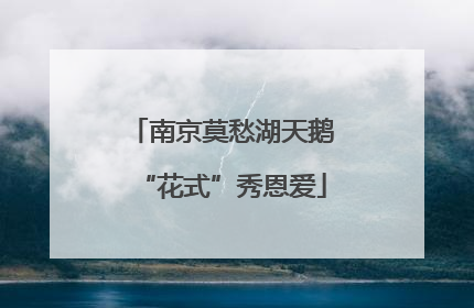 南京莫愁湖天鹅“花式”秀恩爱