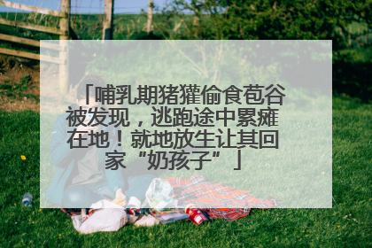 哺乳期猪獾偷食苞谷被发现，逃跑途中累瘫在地！就地放生让其回家“奶孩子”