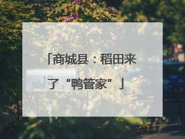 商城县：稻田来了“鸭管家”