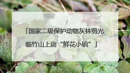 国家二级保护动物灰林鸮光临竹山上庸“鲜花小镇”