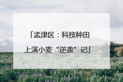 孟津区：科技种田 上演小麦“逆袭”记