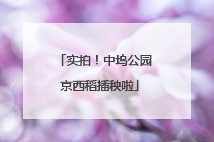 实拍！中坞公园京西稻插秧啦