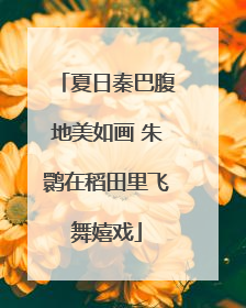 夏日秦巴腹地美如画 朱鹮在稻田里飞舞嬉戏