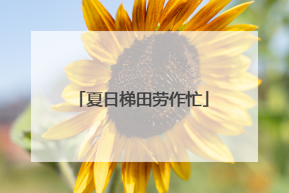 夏日梯田劳作忙