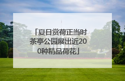 夏日赏荷正当时 茶亭公园展出近200种精品荷花