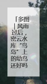 多图｜风雨过后，密云水库“鸟岛”上的幼鸟还好吗？