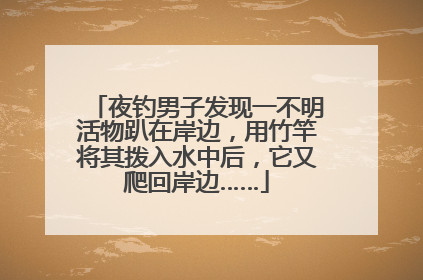 夜钓男子发现一不明活物趴在岸边，用竹竿将其拨入水中后，它又爬回岸边……