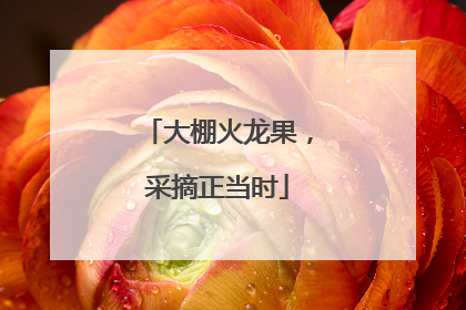大棚火龙果，采摘正当时