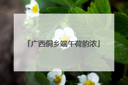 广西侗乡端午荷韵浓