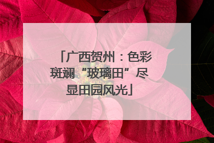 广西贺州：色彩斑斓“玻璃田”尽显田园风光