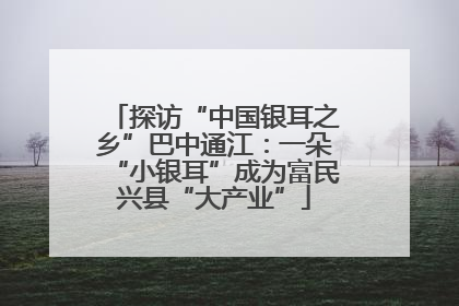 探访“中国银耳之乡”巴中通江：一朵“小银耳”成为富民兴县“大产业”