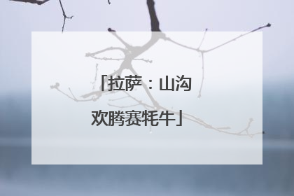 拉萨：山沟欢腾赛牦牛