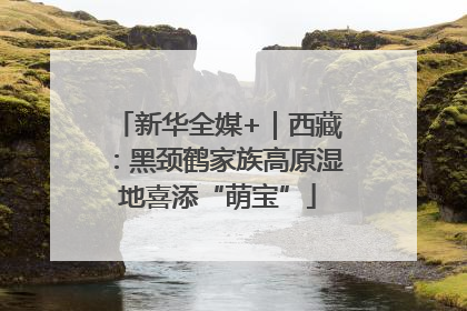 新华全媒+｜西藏：黑颈鹤家族高原湿地喜添“萌宝”