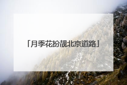 月季花扮靓北京道路