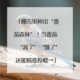 椰壳里种出“番茄森林”！当番茄“渴了”“饿了”还能精准投喂→