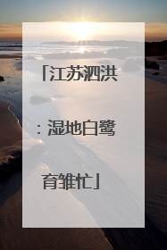 江苏泗洪：湿地白鹭育雏忙