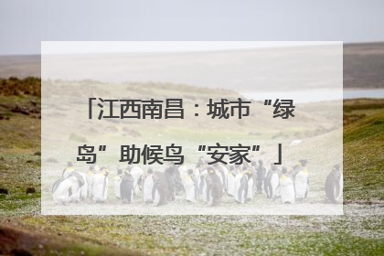 江西南昌：城市“绿岛”助候鸟“安家”
