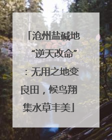 沧州盐碱地“逆天改命”：无用之地变良田，候鸟翔集水草丰美