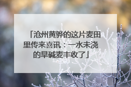 沧州黄骅的这片麦田里传来喜讯：一水未浇的旱碱麦丰收了