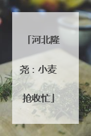 河北隆尧：小麦抢收忙