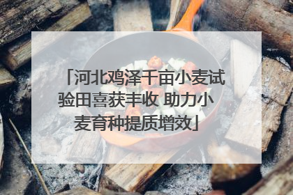 河北鸡泽千亩小麦试验田喜获丰收 助力小麦育种提质增效