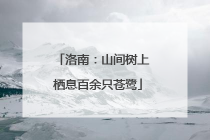 洛南：山间树上栖息百余只苍鹭