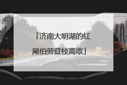 济南大明湖的红尾伯劳登枝高歌