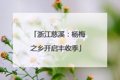 浙江慈溪：杨梅之乡开启丰收季