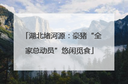湖北堵河源：豪猪“全家总动员”悠闲觅食