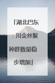 湖北巴东：川金丝猴种群数量稳步增加
