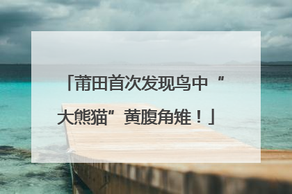 莆田首次发现鸟中“大熊猫”黄腹角雉！