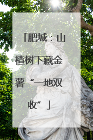 肥城：山楂树下藏金薯“一地双收”