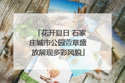 花开夏日 石家庄城市公园萱草盛放展现多彩风貌