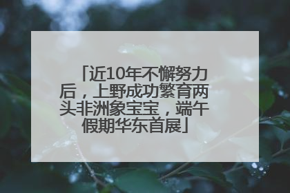 近10年不懈努力后，上野成功繁育两头非洲象宝宝，端午假期华东首展