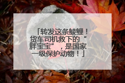 转发这条鲮鲤！货车司机救下的“胖宝宝”，是国家一级保护动物！