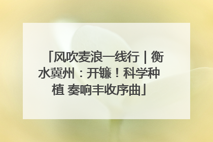 风吹麦浪一线行｜衡水冀州：开镰！科学种植 奏响丰收序曲